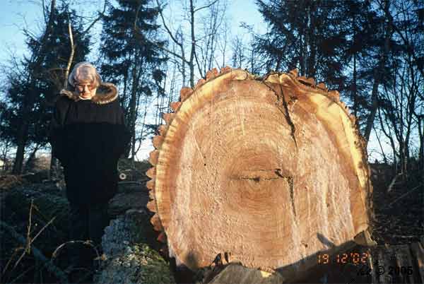 Stammquerschnitt einer gefllten Schwarz-Pappeln