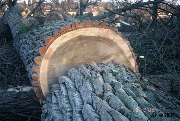 Im Querschnitt ist nur gesundes Holz zu sehen