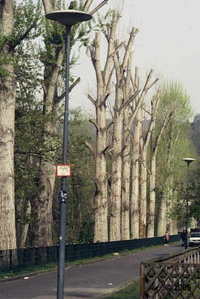 1995/1996: Radikalschnitt der Schwarzpappeln