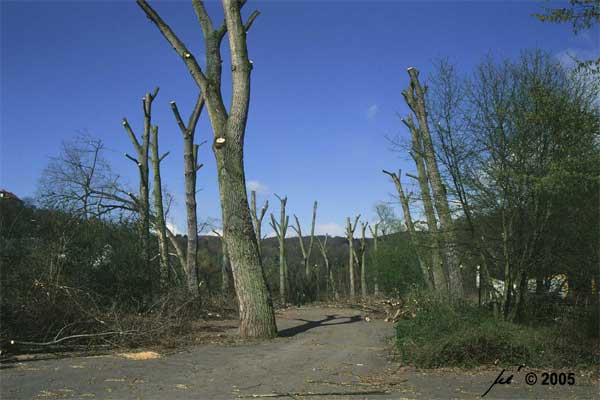 2002: Radikalschnitt weiterer Schwarzpappeln