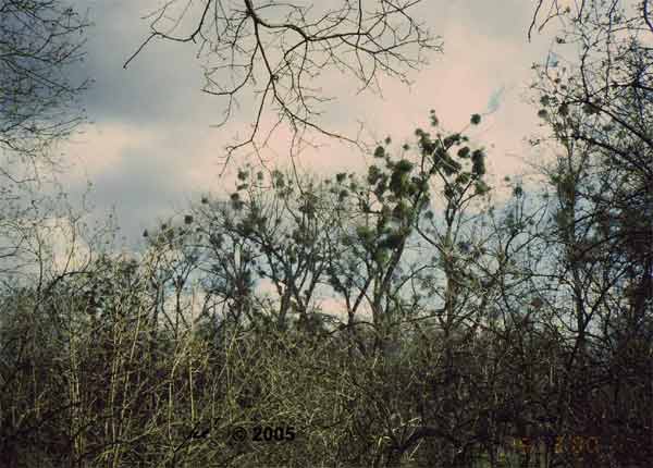 Laubholz-Misteln im Kronenbereich der Schwarzpappeln