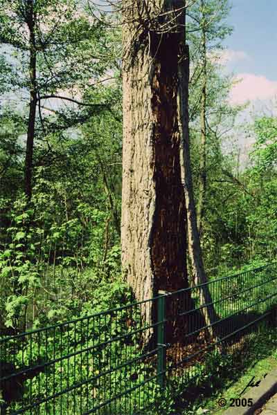 Folge des Radikalschnitts: Rindensterben