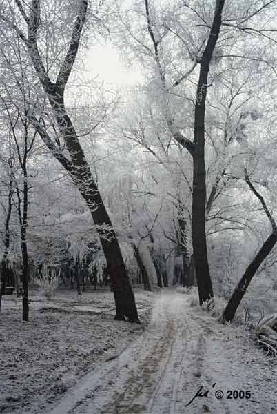 Winterlandschaft mit ca. 110 Jahre alten Schwarzpappeln