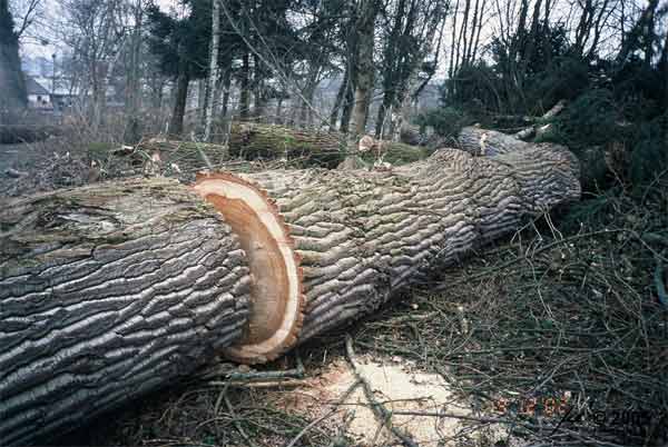 Schwarzpappelholz in Industrielnge